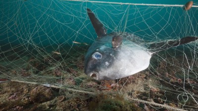 ghost-fishing-catch.jpg-76314.jpg